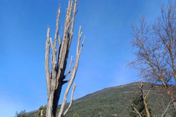 Lavori di abbattimento o potatura alberi in treeclimbing. Frazione Beaulard, comune di Oulx.